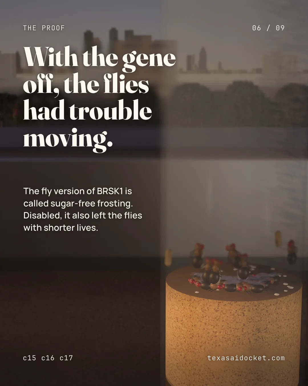 With the gene off, the flies had trouble moving. The fly version of BRSK1 is called sugar-free frosting. Disabled, it also left the flies with shorter lives.