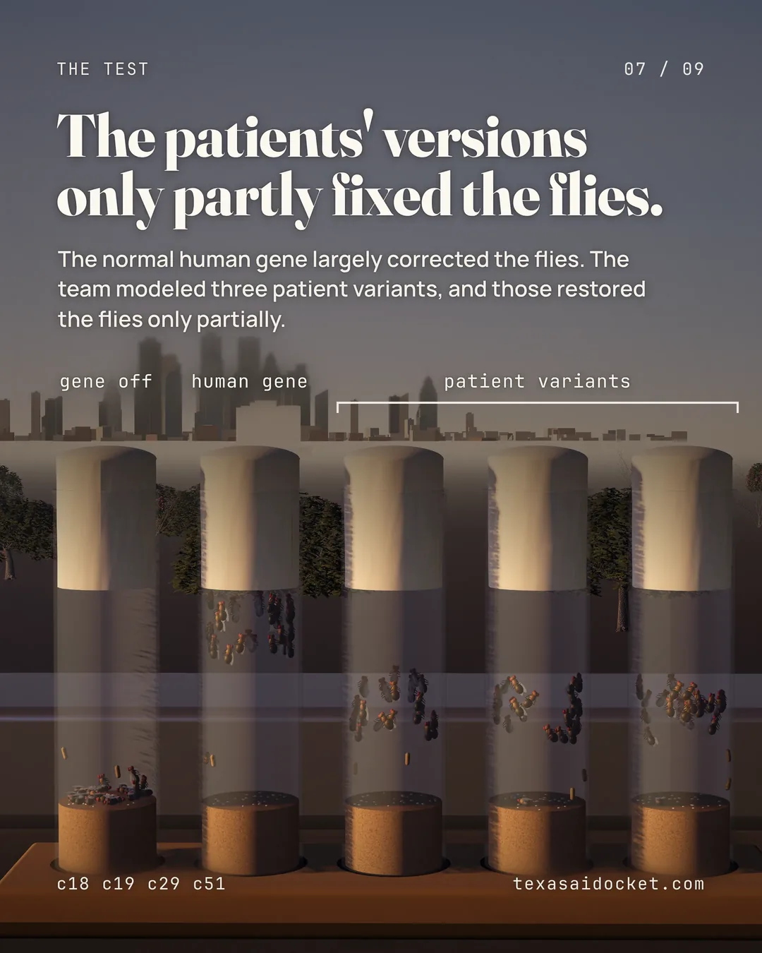 The patients' versions only partly fixed the flies. The normal human gene largely corrected the flies. The team modeled three patient variants, and those restored the flies only partially.