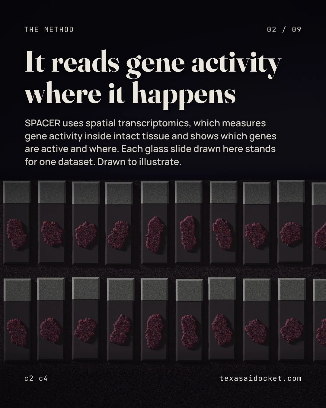 SPACER uses spatial transcriptomics, which measures gene activity inside intact tissue and shows which genes are active and where. Each glass slide drawn here stands for one dataset. Drawn to illustrate.