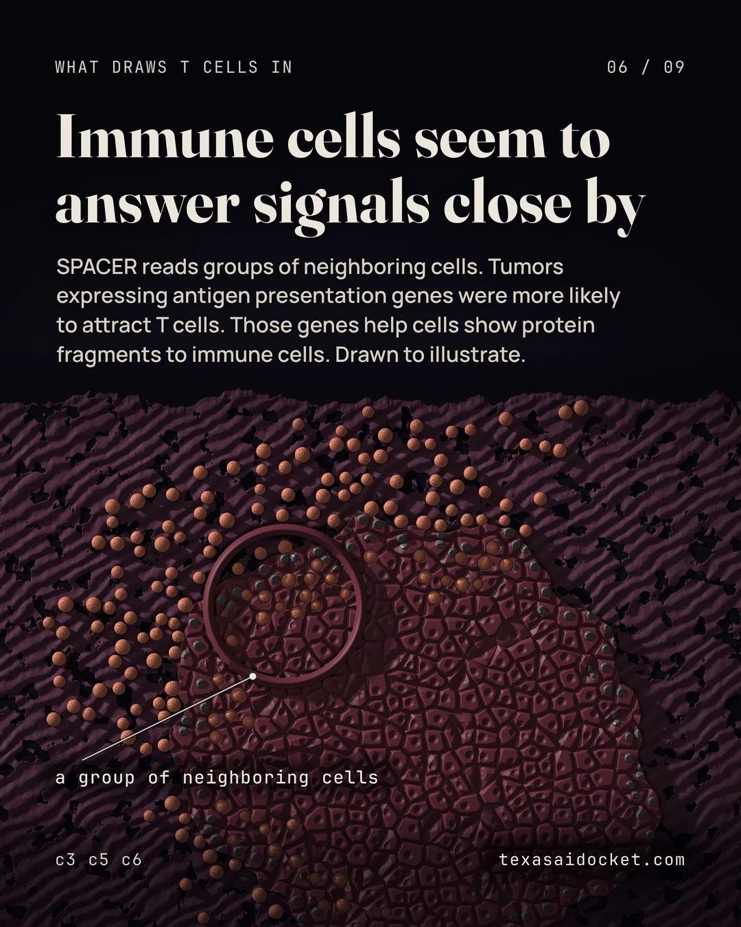 SPACER reads groups of neighboring cells. Tumors expressing antigen presentation genes were more likely to attract T cells. Those genes help cells show protein fragments to immune cells. Drawn to illustrate.