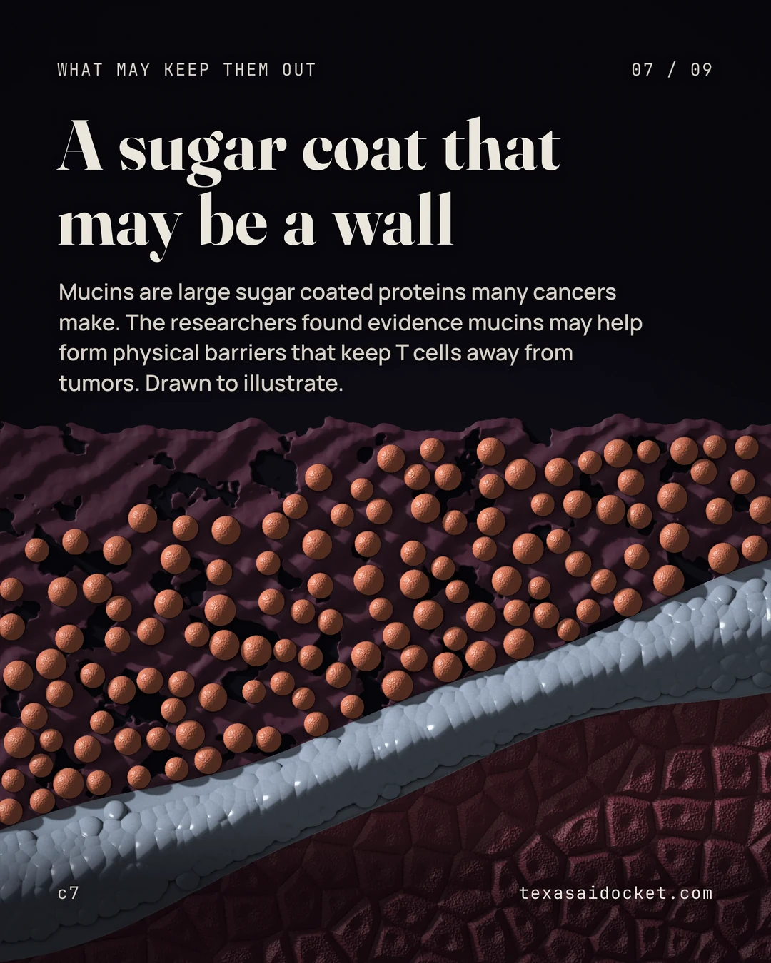 Mucins are large sugar coated proteins many cancers make. The researchers found evidence mucins may help form physical barriers that keep T cells away from tumors. Drawn to illustrate.
